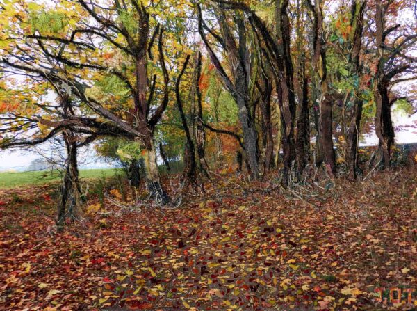 Woodland Photo Collage (1) Giclée Print