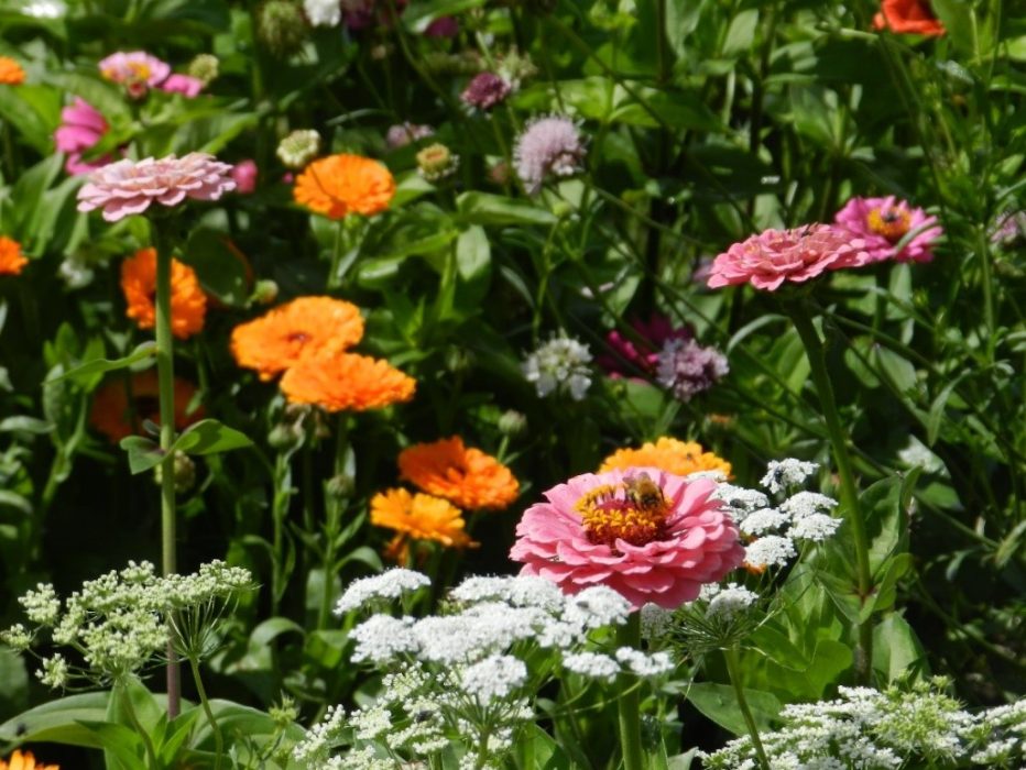 Spring Flowers