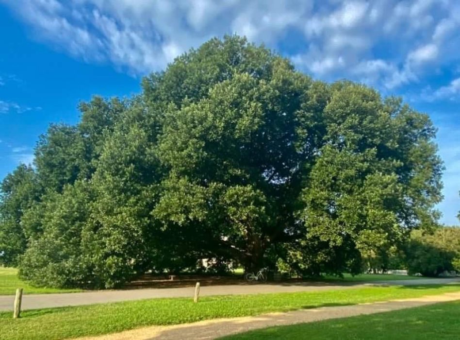 Virginia