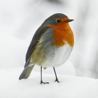 robin